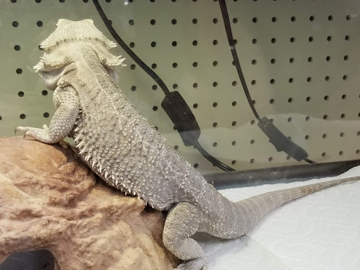 Pet Supply Store «Critter Hut Aquarium & Pets», reviews and photos, 160 Old Tower Hill Rd, Wakefield, RI 02879, USA