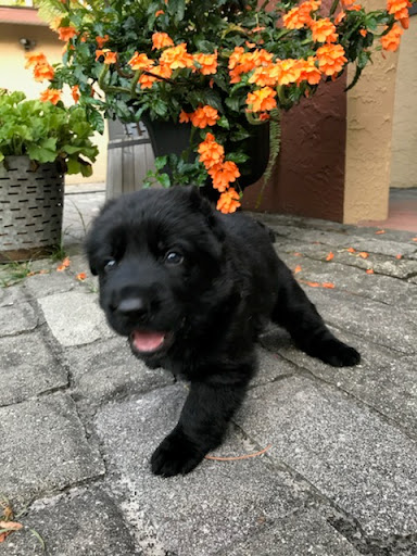 Pet Supply Store «Pet Supermarket, Inc.», reviews and photos, 18445 US-41, Lutz, FL 33549, USA