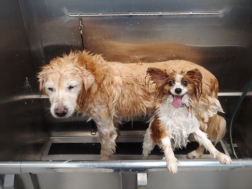 Pet Supply Store «Brookside Barkery & Bath», reviews and photos, 118 W 63rd St, Kansas City, MO 64113, USA