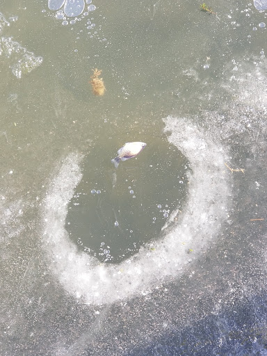 Park «Theodore Wirth Regional Park», reviews and photos, 1339 Theodore Wirth Pkwy, Golden Valley, MN 55422, USA