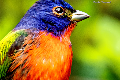Zoo «Audubon Center for Birds of Prey», reviews and photos, 1101 Audubon Way, Maitland, FL 32751, USA