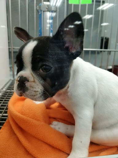 Pet Store «Petland Lewis Center», reviews and photos, 86 Meadow Park Ave, Lewis Center, OH 43035, USA