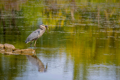 Nature Preserve «Rock Run Preserve - Black Road Access», reviews and photos, Black Rd, Joliet, IL 60431, USA
