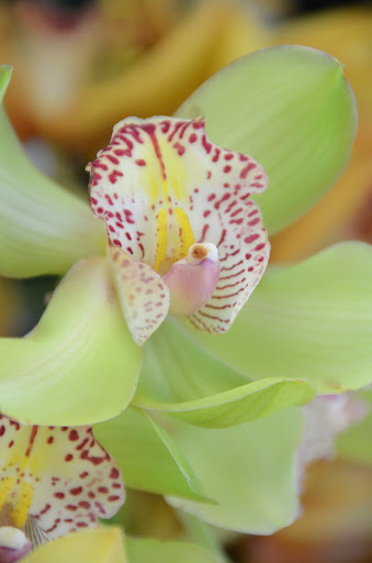 Florist «Royal Petals», reviews and photos, 188 E Wend St, Lemont, IL 60439, USA