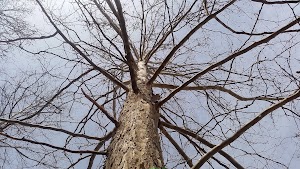 Side Cut Metropark - photo 31