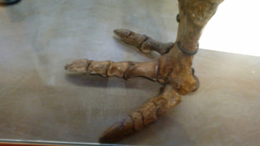 Museum «Beneski Museum of Natural History», reviews and photos, 11 Barrett Hill Rd, Amherst, MA 01002, USA