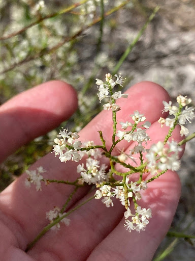 Park «Miramar Pineland Park», reviews and photos, 3600 S University Dr, Miramar, FL 33025, USA