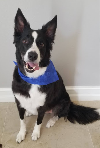 Pet Groomer «ITIG Happy Dog Wash», reviews and photos, 6465 S Chickasaw Trail, Orlando, FL 32829, USA