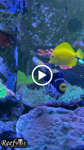 Tropical Fish Store «Reefwise», reviews and photos, 5401 Patton Dr #105, Lisle, IL 60532, USA