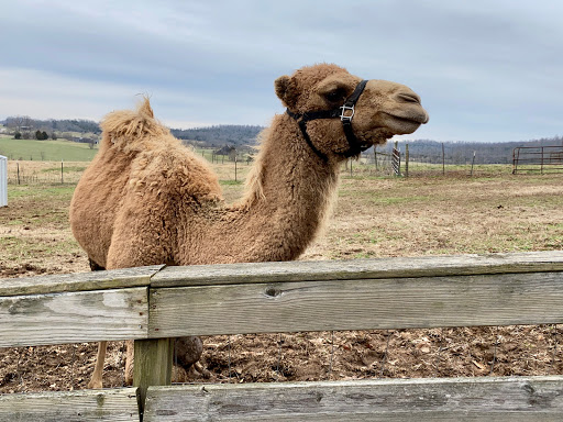 Zoo «Kentucky Down Under Adventure Zoo», reviews and photos, 3700 L and N Turnpike Rd, Horse Cave, KY 42749, USA