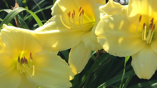 Florist «Freshwater Farms», reviews and photos, 1 Kipkam Rd, Atkinson, NH 03811, USA