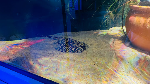 Tropical Fish Store «Wet Pets», reviews and photos, 520 Hartford Turnpike # X, Vernon, CT 06066, USA