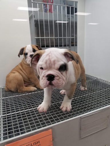 Pet Store «Petland», reviews and photos, 5470 Dixie Hwy, Fairfield, OH 45014, USA