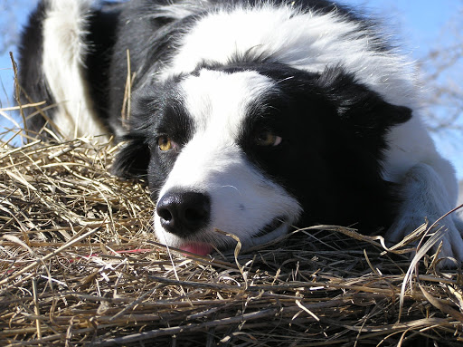 Overbrook Veterinary Clinic