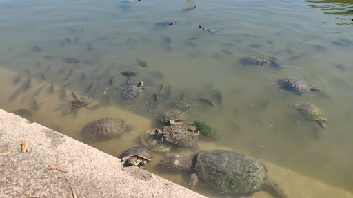 Tourist Attraction «Leonhardt Lagoon Nature Walk», reviews and photos, 1121 1st Ave, Dallas, TX 75210, USA