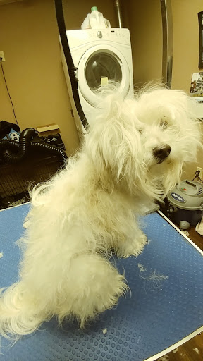 Pet Store «Pet Valu», reviews and photos, 2645 Shillington Rd, Sinking Spring, PA 19608, USA