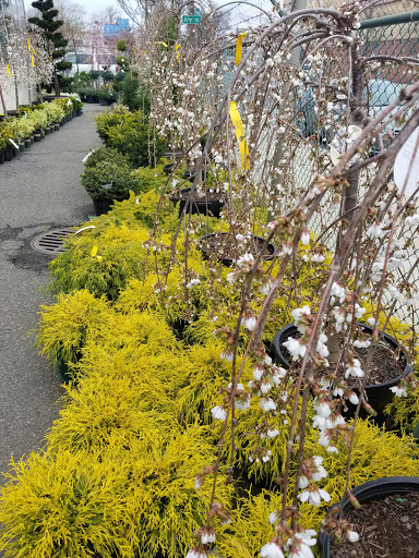 Garden Center «Westminster Nursery & Florist», reviews and photos, 30 Westminster Rd, West Hempstead, NY 11552, USA