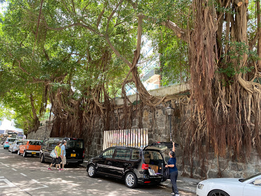 The Stonewall Trees