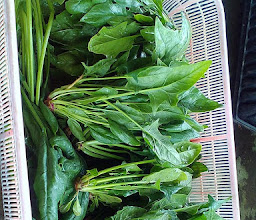 Organic Farming Garden photo