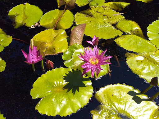 Nature Preserve «Calusa Nature Center & Planetarium», reviews and photos, 3450 Ortiz Ave, Fort Myers, FL 33905, USA