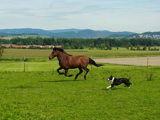 Dr. med. Vet. Markus Aschenbrenner unter Cham, Bayern