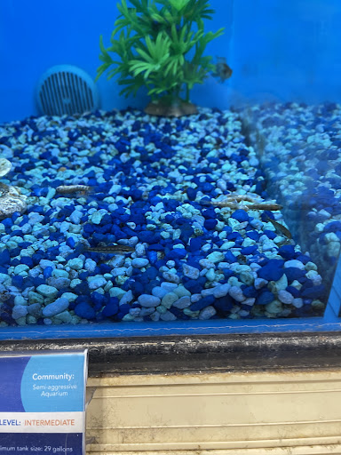 Pet Supply Store «PetSmart», reviews and photos, 916 Loganville Hwy, Bethlehem, GA 30620, USA