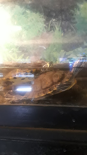 Tropical Fish Store «Jurassic Aquatics & Pets», reviews and photos, 1413 Golden Gate Blvd E, Cleveland, OH 44124, USA
