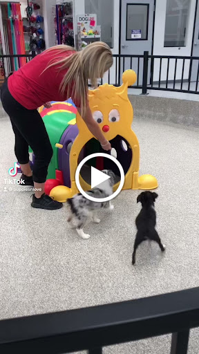 Pet Store «Animal Kingdom», reviews and photos, 4500 N Oracle Rd #254, Tucson, AZ 85705, USA