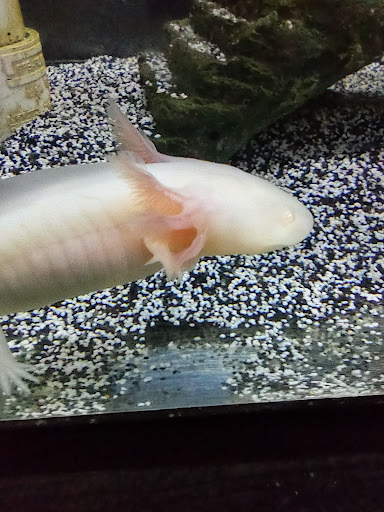 Pet Store «Fins Feathers Paws & Claws», reviews and photos, 436 Main St, Harleysville, PA 19438, USA