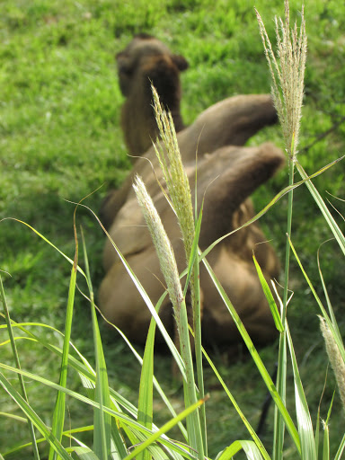 Zoo «Mesker Park Zoo», reviews and photos, 1545 Mesker Park Dr, Evansville, IN 47720, USA