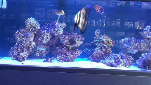 Tropical Fish Store «Reef Oasis», reviews and photos, 7669 Mentor Ave, Mentor, OH 44060, USA