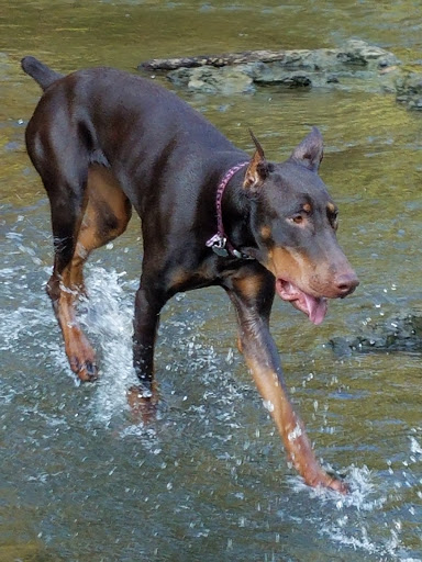 Dog Park «Murfreesboro Bark Park», reviews and photos, 1540 W College St, Murfreesboro, TN 37130, USA