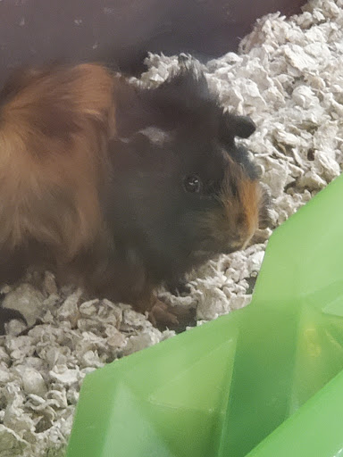 Pet Supply Store «Petco Animal Supplies», reviews and photos, 7907 State Highway N, Dardenne Prairie, MO 63368, USA