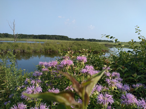 Nature Preserve «Shoe Factory Road Prairie Nature Preserve», reviews and photos, Shoe Factory Rd, Hoffman Estates, IL 60192, USA