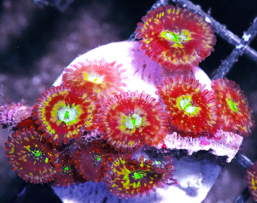 Pet Supply Store «Pacific East Aquaculture», reviews and photos, 107 School St, Mardela Springs, MD 21837, USA