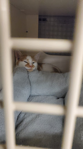 Pet Supply Store «Petco Animal Supplies», reviews and photos, 2434 W Brandon Blvd, Brandon, FL 33511, USA