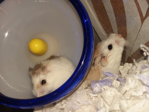 Pet Supply Store «Petco Animal Supplies», reviews and photos, 3452 W Chandler Blvd, Chandler, AZ 85226, USA