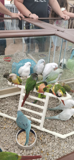 Pet Store «Petland Las Vegas», reviews and photos, 8800 W Charleston Blvd #3, Las Vegas, NV 89145, USA