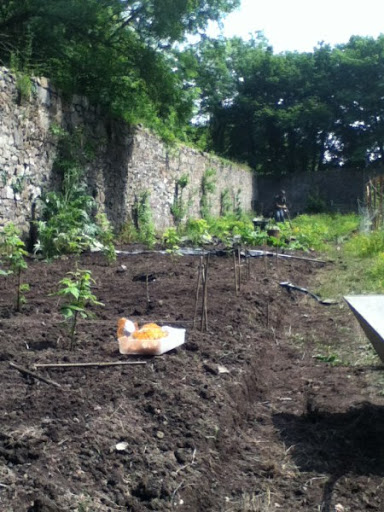 Green Graft Gardening