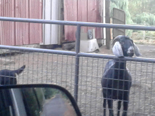 Park «Powell Butte Nature Park», reviews and photos, 16160 SE Powell Blvd, Portland, OR 97236, USA