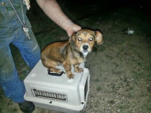 Thrift Store «West Plains Regional Animal Shelter», reviews and photos, 1438 State Rte BB, West Plains, MO 65775, USA