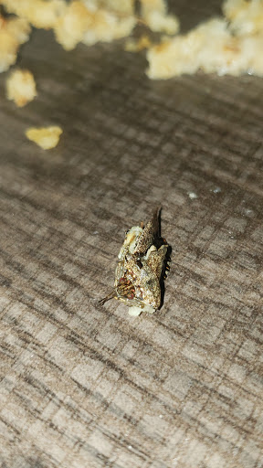 Fast Food Restaurant «Chick-fil-A», reviews and photos, 3403 Halls Ferry Rd, Vicksburg, MS 39180, USA