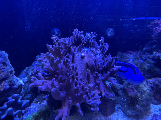 Pet Store «Corals and Fins», reviews and photos, 5011 W Hillsborough Ave, Tampa, FL 33634, USA