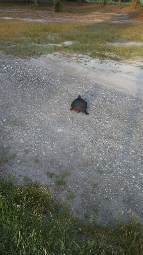 Golf Club «Mays Landing Country Club», reviews and photos, 1855 Cates Rd, Mays Landing, NJ 08330, USA