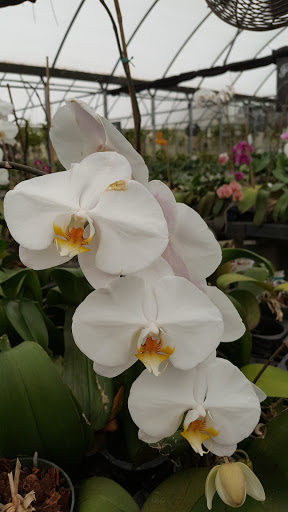 Florist «Dr Delphinium Flower & Orchid House», reviews and photos, 513 W Campbell Rd, Richardson, TX 75080, USA