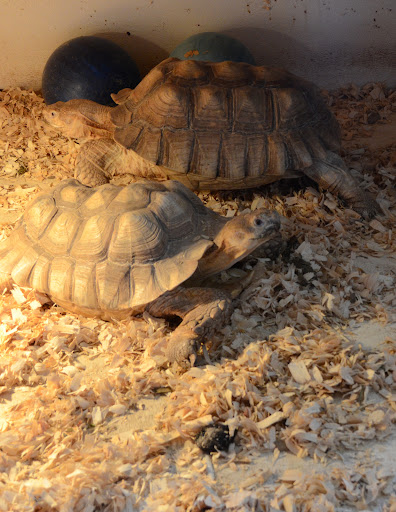 Pet Store «Night Stalkers Pet Emporium», reviews and photos, 5008 Madison Ave, Anderson, IN 46013, USA