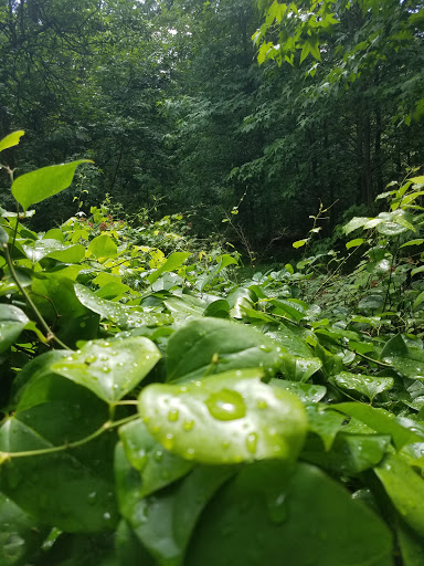 Golf Club «Montclair Golf Club.», reviews and photos, 25 Prospect Ave, West Orange, NJ 07052, USA