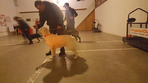 Dresori de câini Bucharest