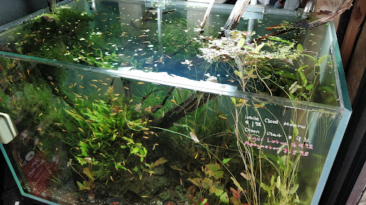 Tropical Fish Store «C K Fish World», reviews and photos, 410 N Azusa Ave, West Covina, CA 91791, USA