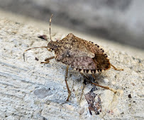 Brent's Spectrum Pest Control Eco-Tech LLC - Photo 6 - Car repair in Kenosha, WI, Round Lake Beach